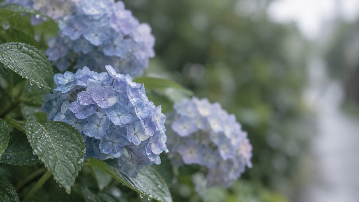 雨に濡れた植え込みに咲く、青いアジサイ